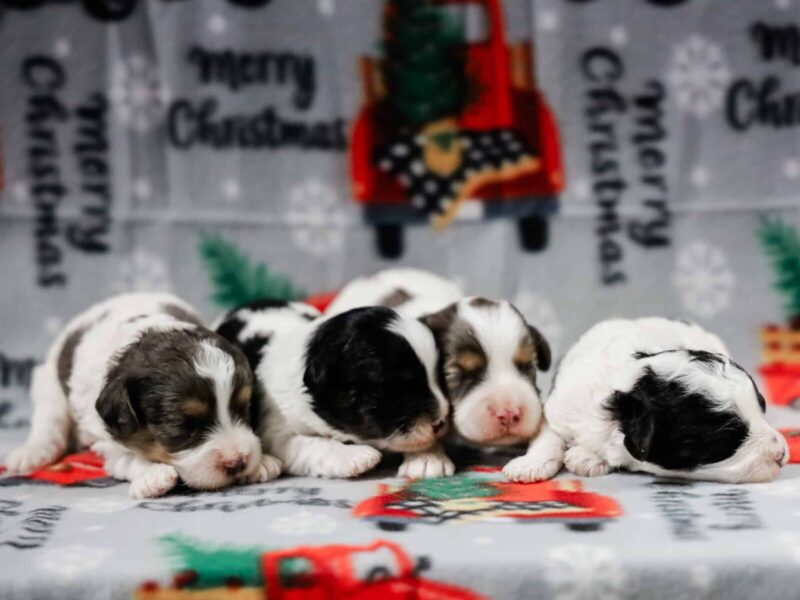 The Bandit-Tammy Mini Cavapoo litter — Mini Cavapoo puppies in Kentucky.