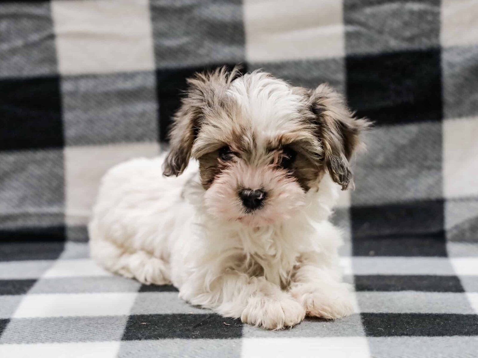 Taylor - White Merle Female Puppy | Thomas Ridge Kennels
