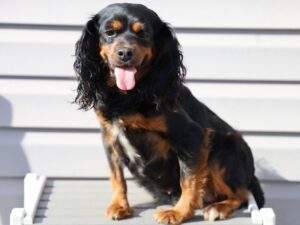 Gloria, our Cavapoo dam at Thomas Ridge Kennels