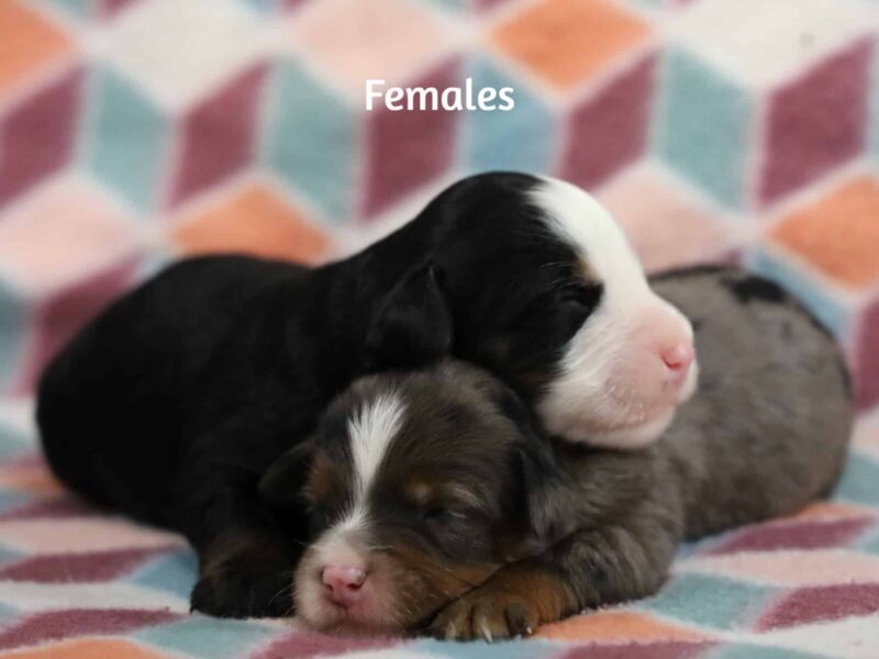 Nash-Erin Mini Bernedoodle image