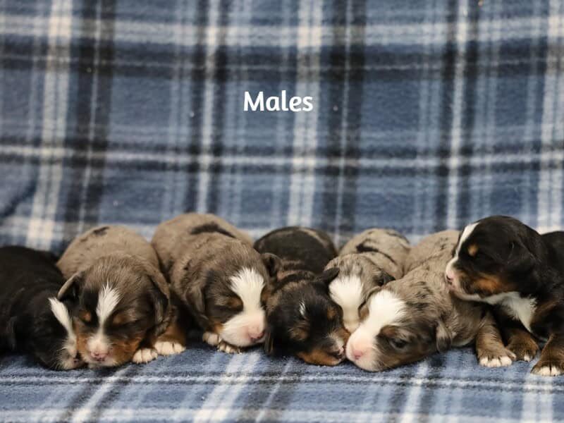 Nash-Erin Mini Bernedoodle image