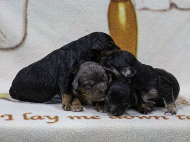 The Frisky-Ruby Mini Cavapoo litter — Mini Cavapoo puppies in Kentucky.