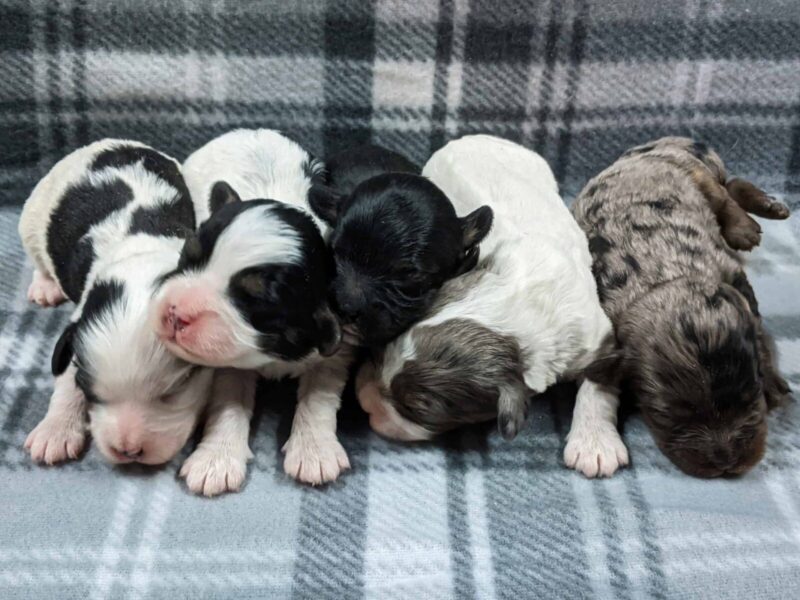 The Bandit-Emmie Mini Cavapoo litter — Mini Cavapoo puppies in Kentucky.