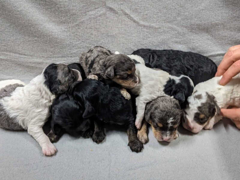 The Bandit-Gloria Mini Cavapoo litter — Mini Cavapoo puppies in Kentucky.