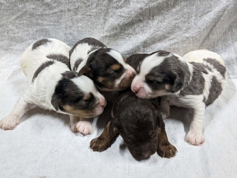 The Bandit-Jennie Mini Cavapoo litter — Mini Cavapoo puppies in Kentucky.