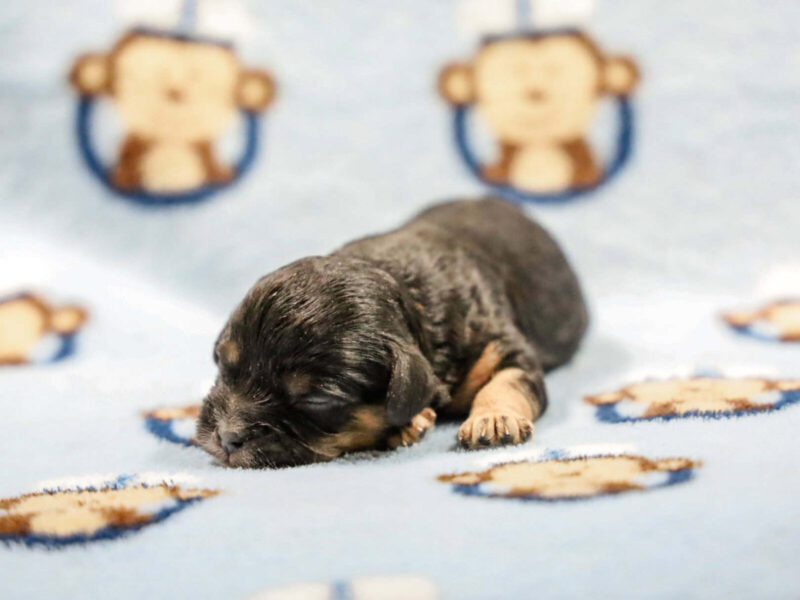 Frisky-Bridget Mini Cavapoo image