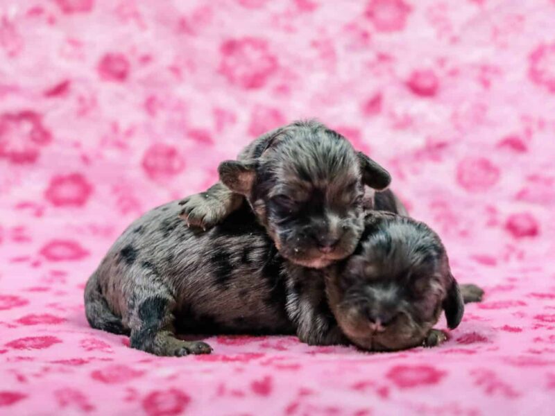 Frisky-Bridget Mini Cavapoo image