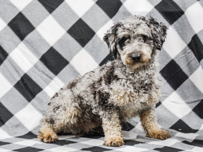 Frisky, our Poodle Mini sire in Kentucky.
