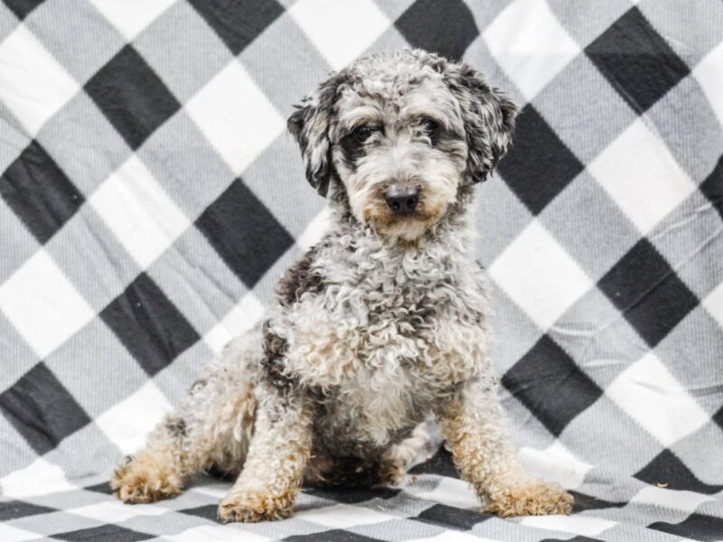 Frisky, our Poodle Mini sire in Kentucky.