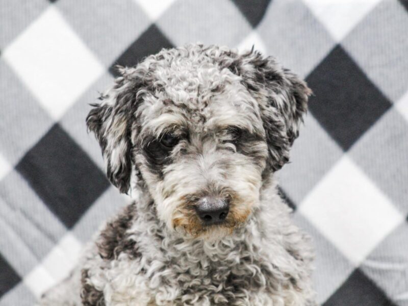 Frisky, our Poodle Mini sire in Kentucky.