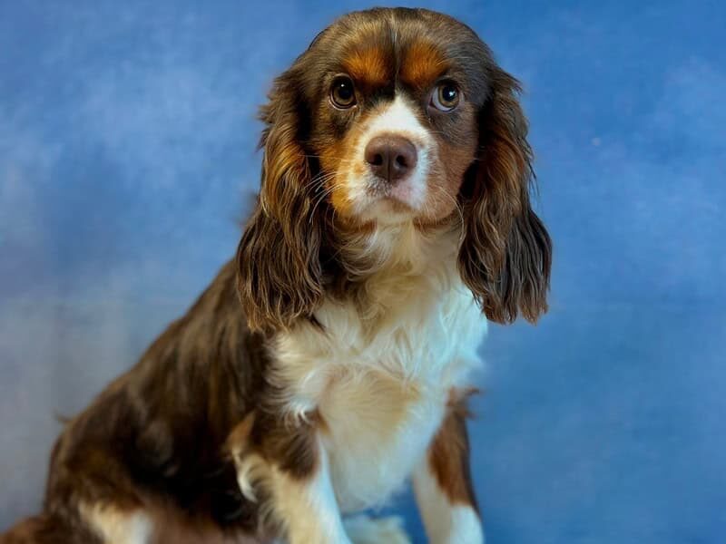 Nicki, our Cavalier King Charles Spaniel sire in Kentucky.