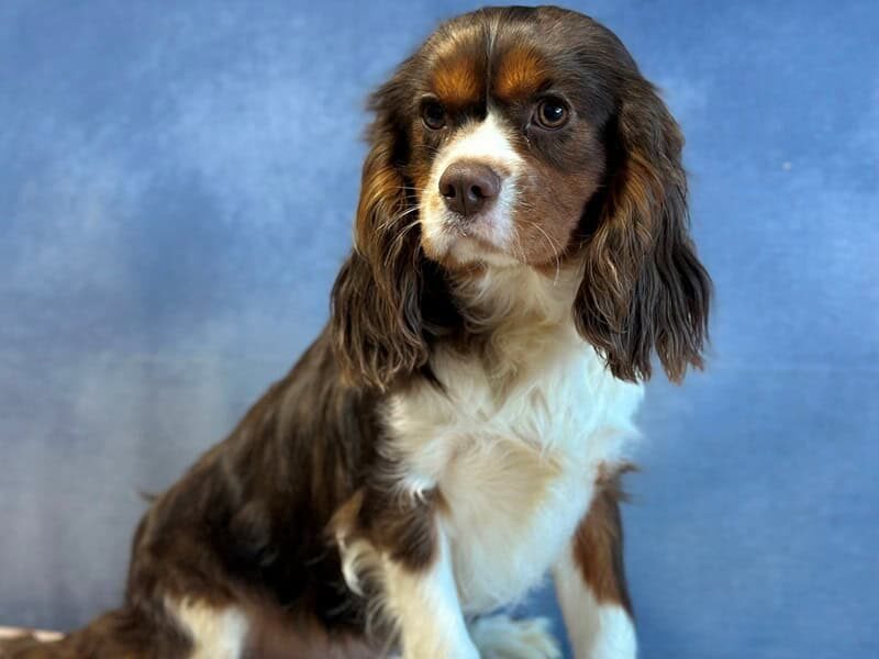 Nicki, our Cavalier King Charles Spaniel sire in Kentucky.