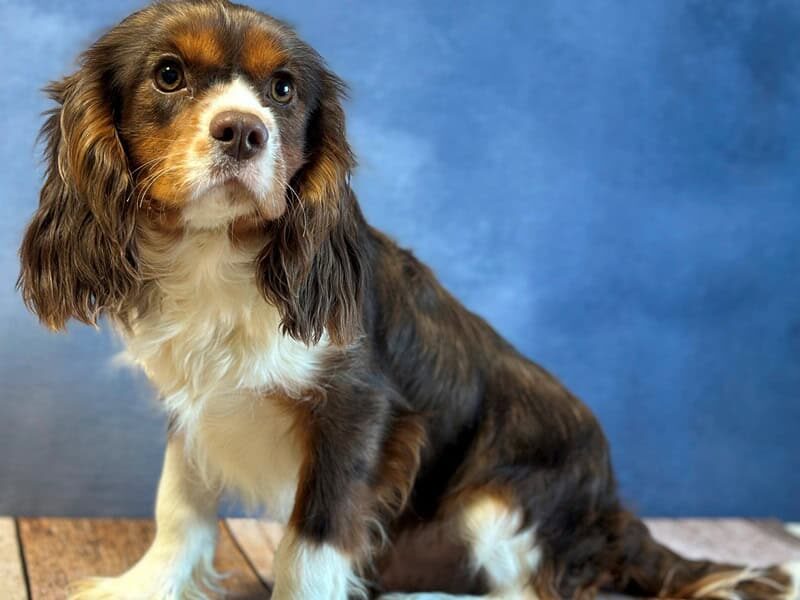 Nicki, our Cavalier King Charles Spaniel sire in Kentucky.