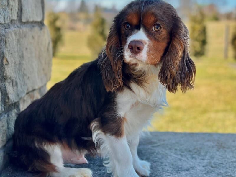 Nicki, our Cavalier King Charles Spaniel sire in Kentucky.