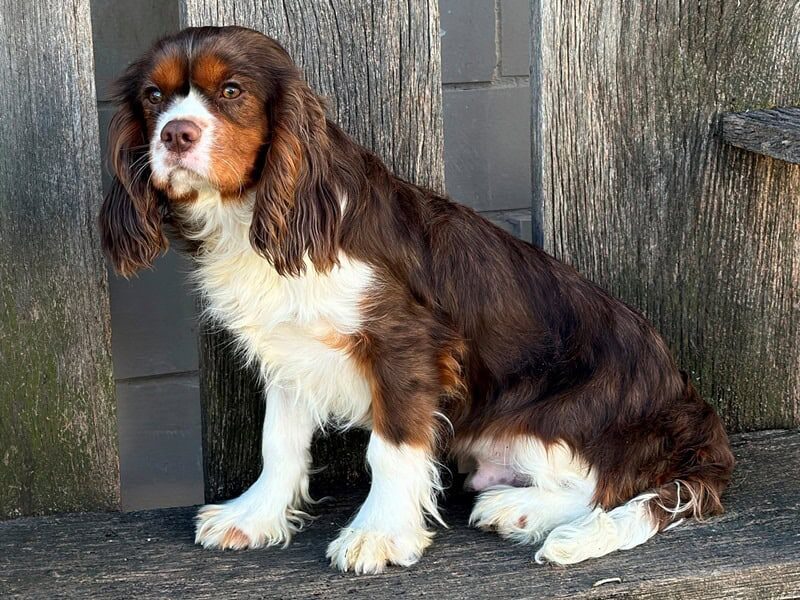 Nicki, our Cavalier King Charles Spaniel sire in Kentucky.
