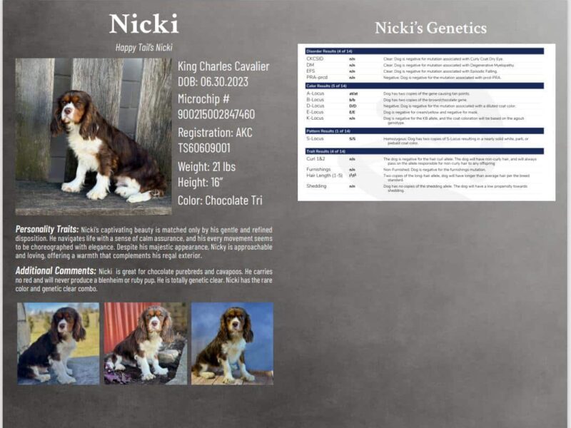Nicki, our Cavalier King Charles Spaniel sire in Kentucky.