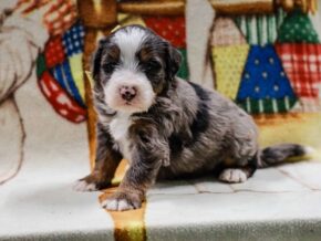 Photo of Emmitt