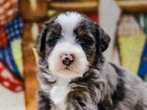 Photo of Emmitt