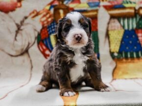 Photo of Emmitt
