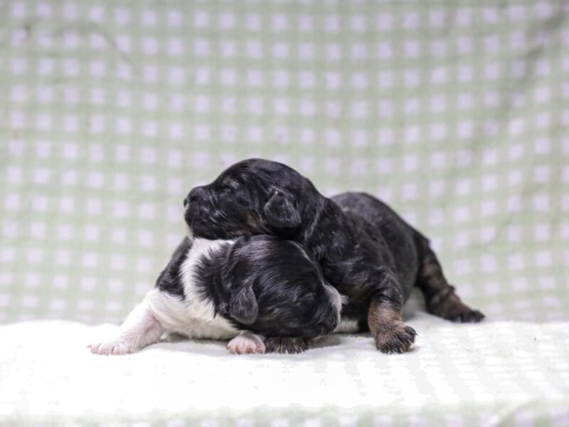 Frisky-Snickers Mini Cavapoo image
