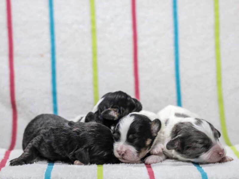 Frisky-Snickers Mini Cavapoo image