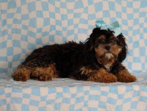 Photo of Bronson