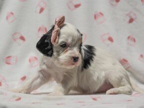 Photo of Finley