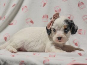 Photo of Finley