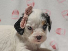 Photo of Finley
