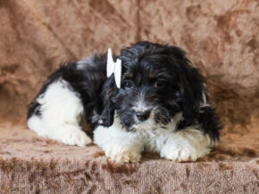 Photo of Sailor
