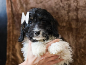 Photo of Sailor