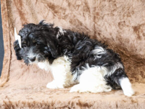 Photo of Sailor