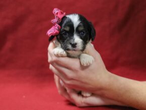 Photo of Scarlet