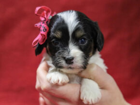 Photo of Scarlet