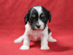 Photo of Scarlet
