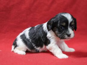 Photo of Scarlet