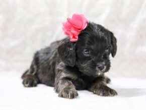 Photo of Shadow