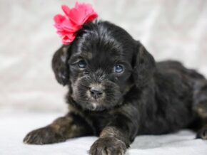 Photo of Shadow