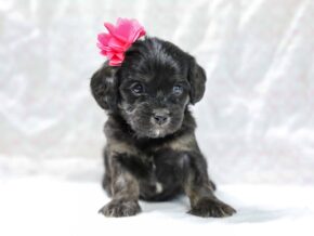 Photo of Shadow