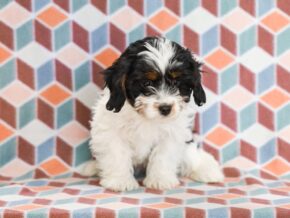 Photo of Shelby