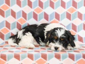 Photo of Shelby
