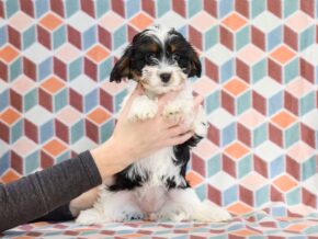 Photo of Shelby
