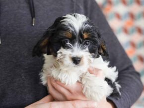 Photo of Shelby