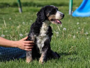 Michelle, our Bernedoodle Mini dam at Thomas Ridge Kennels