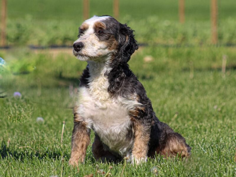 Chip, our Bernedoodle Mini sire at Thomas Ridge Kennels in Kentucky.