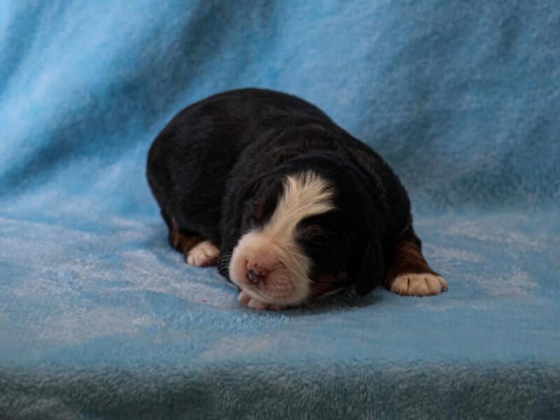 Chip-Machelle Mini Bernedoodle image