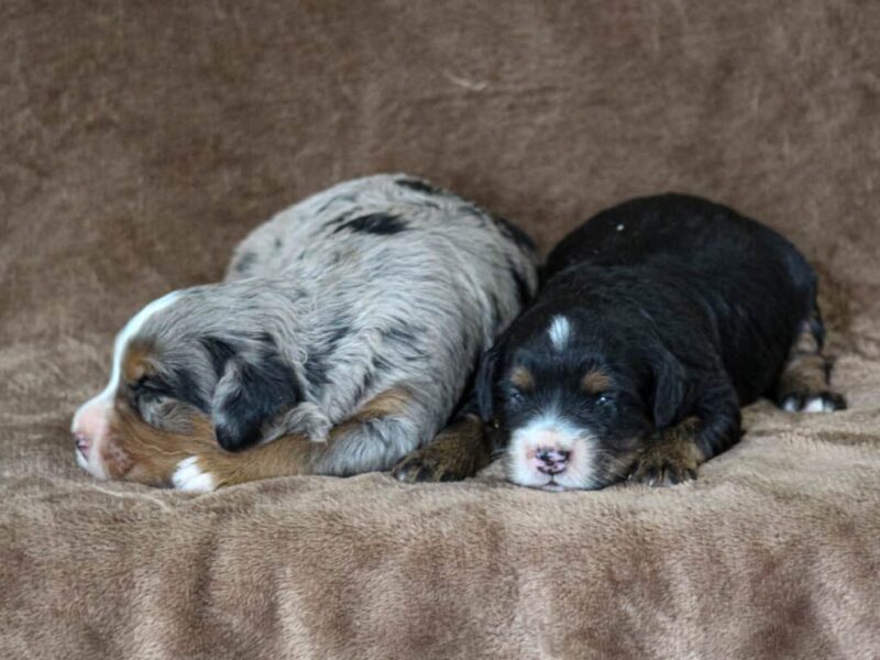 Chip-Queenie Mini Bernedoodle image