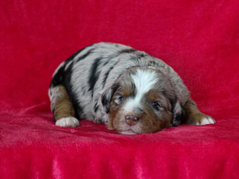 Chip-Queenie Mini Bernedoodle image