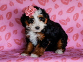 Image for Madelyn