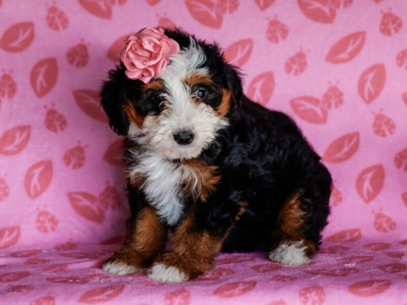 Madelyn image